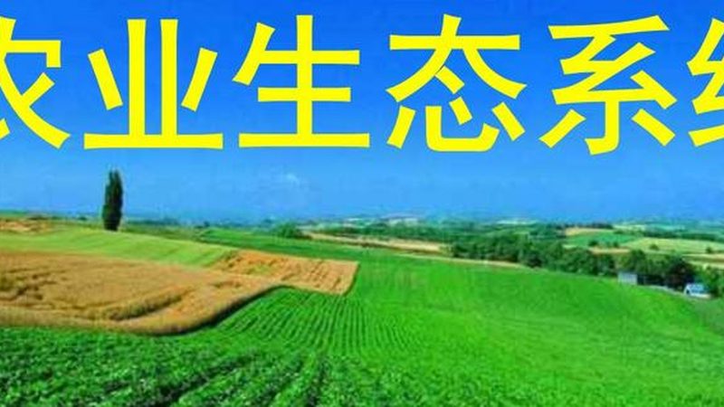 高原生姜种植注意事项揭秘