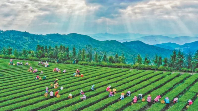 合作社财务管理的规范之路：制度范本解析