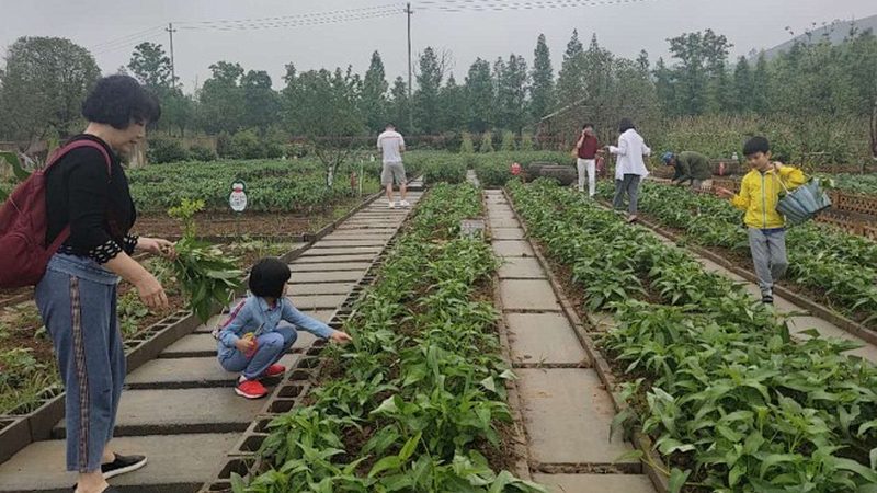 智慧农业示范基地：引领农业现代化的先锋力量