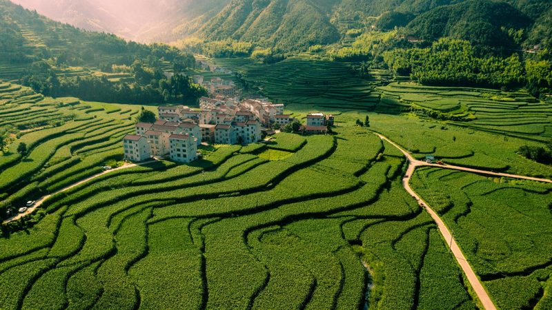 粮草轮作与养牛结合：高效农业循环的实践之道**