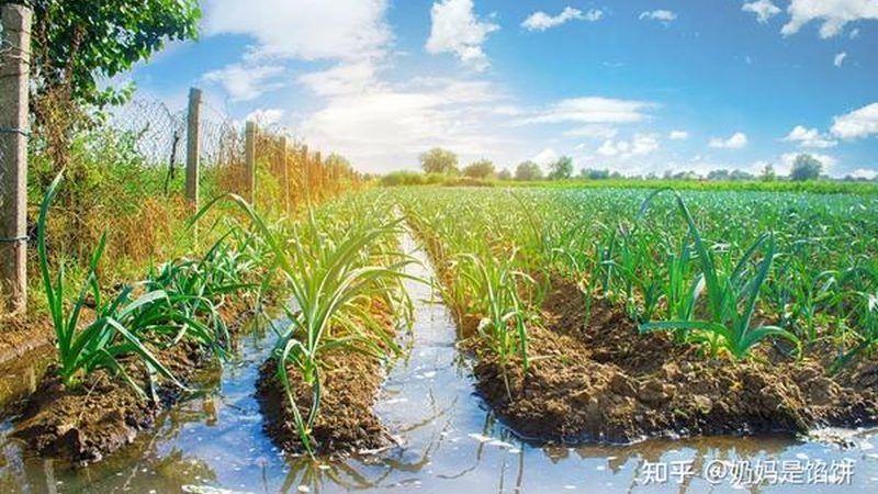 小型农业种植项目对比：如何选择最适合的方案