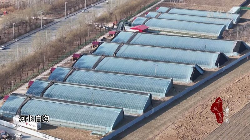 新疆水果种植气候条件解析：如何选择适宜的种植品种